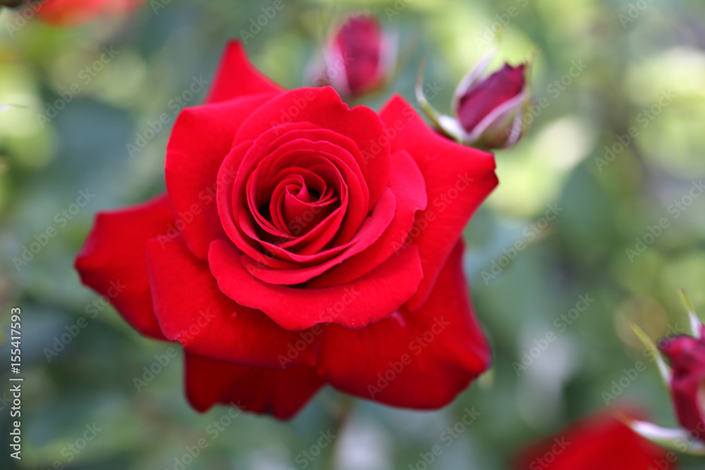 赤い薔薇 赤い薔薇