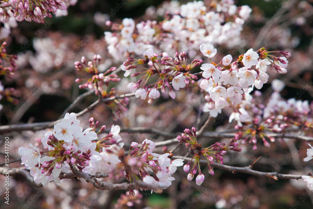 Cherry blossom blooming in spring season, Beautiful Japan flowers background