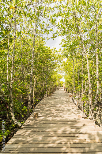 Mangrove forest and wooden walkway