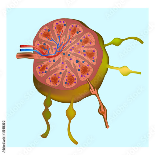 Diagram of a lymph node. Vector illustration