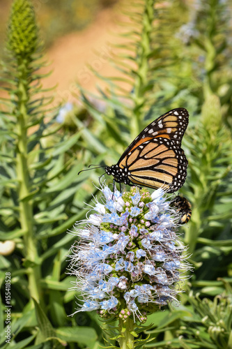 Картината върху платно Float like a butterfly sting like a bee, Monarch Butterfly and Banded Bee on ech