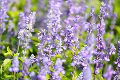 Lavender flowers blooming in the garden.