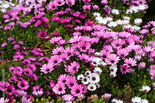 Fototapeta Naklejka Na Ścianę i Meble -  River daisy (Dimorphotheca ecklonis or Osteospermum), ornamental flowers