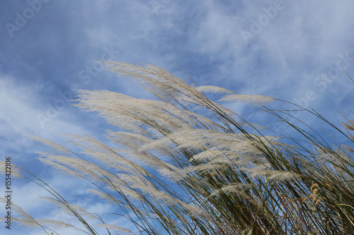 Grass flowers are waver by the wind.