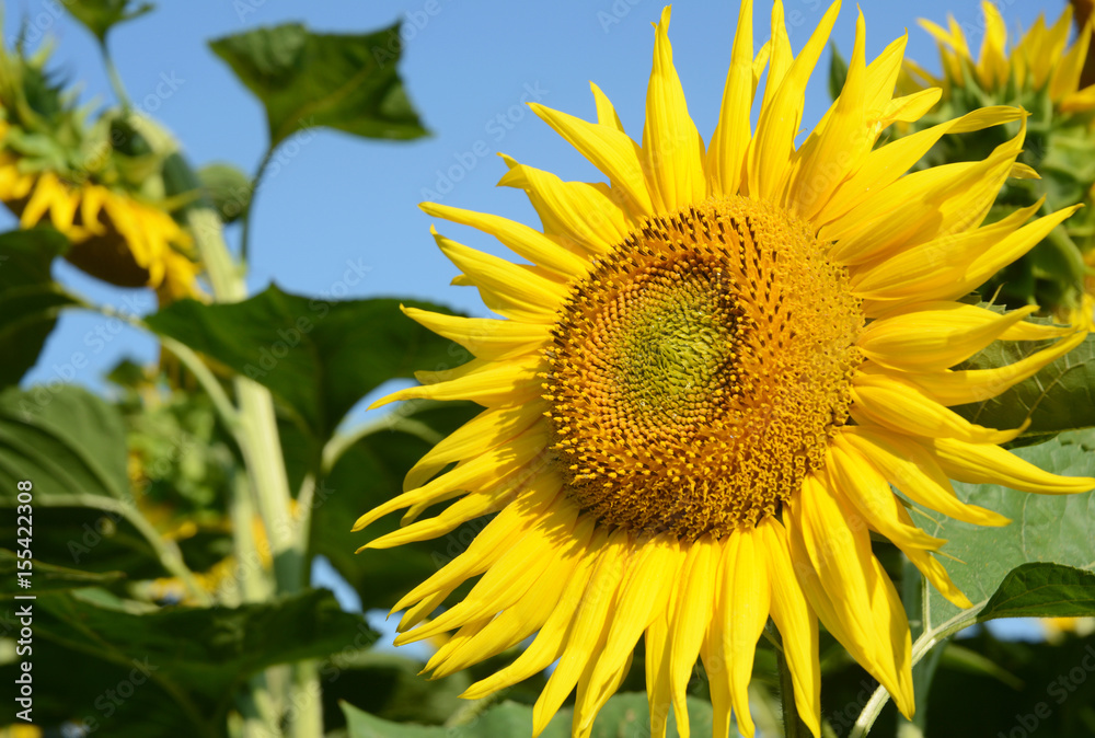 Sunflower on the sunflowers field