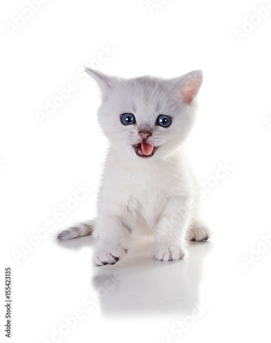 A month-old British Shorthair kitten with an open mouth Isolated on white background