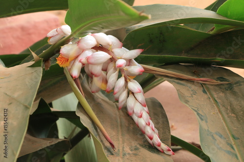 FLOWERS IN LALBAG BANGALORE photo