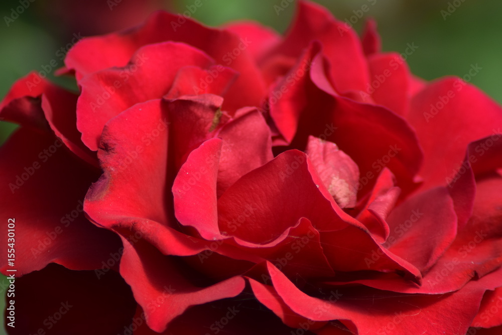 Red rose macro Red rose macro