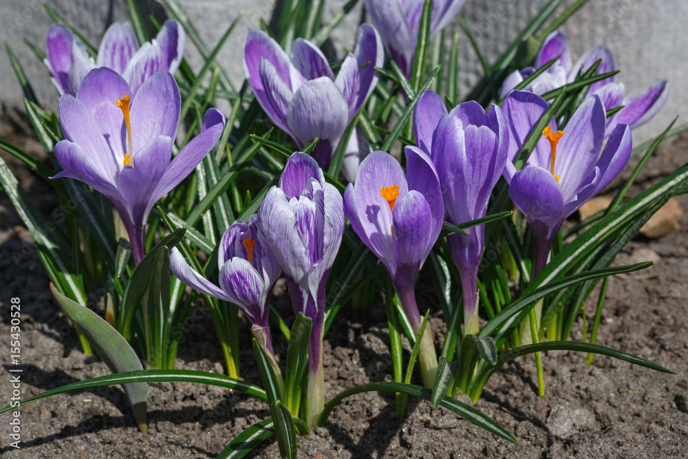 Flowering crocuses in the garden in the spring. Blooming flowerbed. Flowering crocuses in the garden in the spring. Blooming flowerbed.