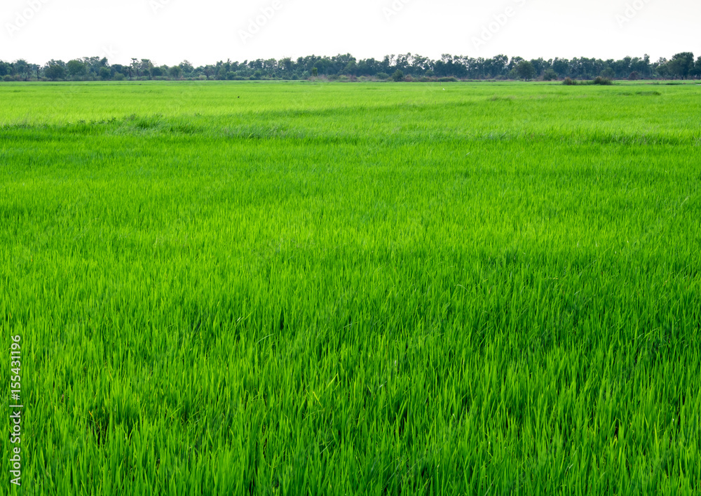 Rice field scenery in thailand, green background