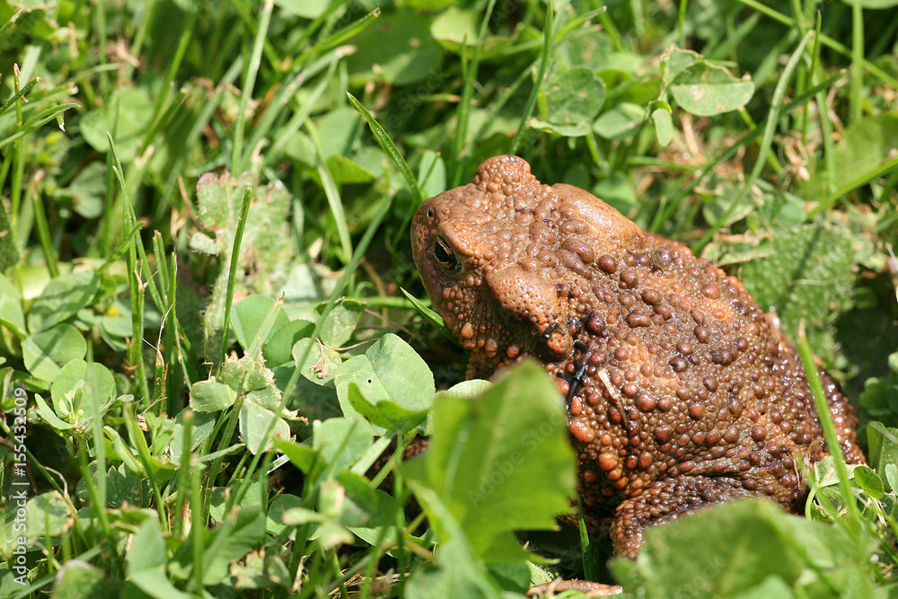 toad toad