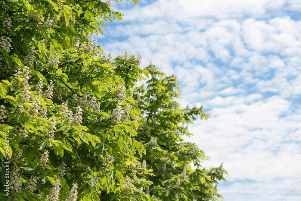 Fototapeta premium Blossoming chestnuts against a blue sky with clouds