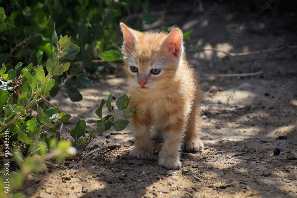 Young ginger kitten exploring the garden in spring sunshine Young ginger kitten exploring the garden in spring sunshine
