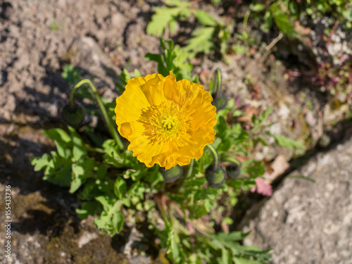 poppy flower yellow large surcharge on the background of the soil