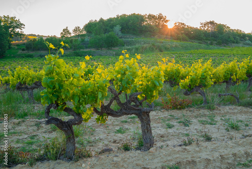 Les vignes au printemps, lever de soleil.