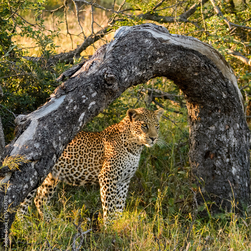 Leopard arch