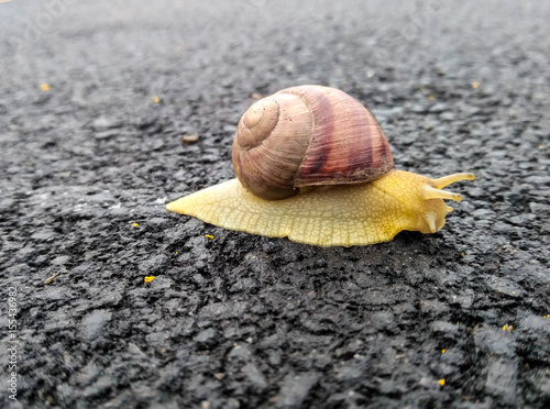 the snail on the asphalt photo