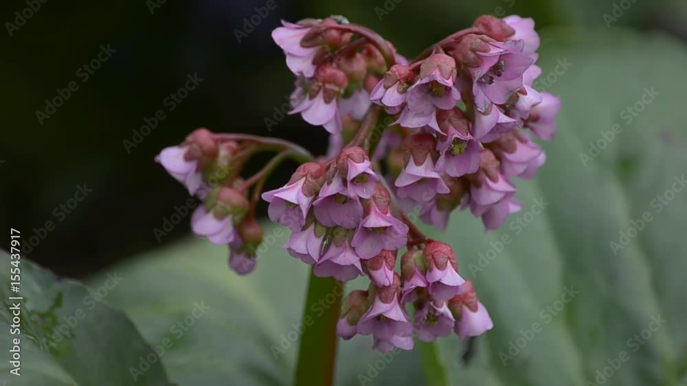Pink flowers of bergenia crassifolia Pink flowers of bergenia crassifolia