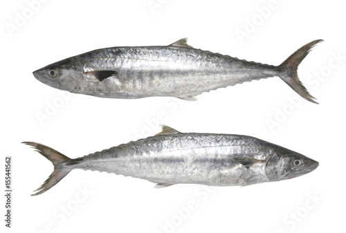 Fresh Pacific king mackerels or Scomberomorus fish isolated on white background.