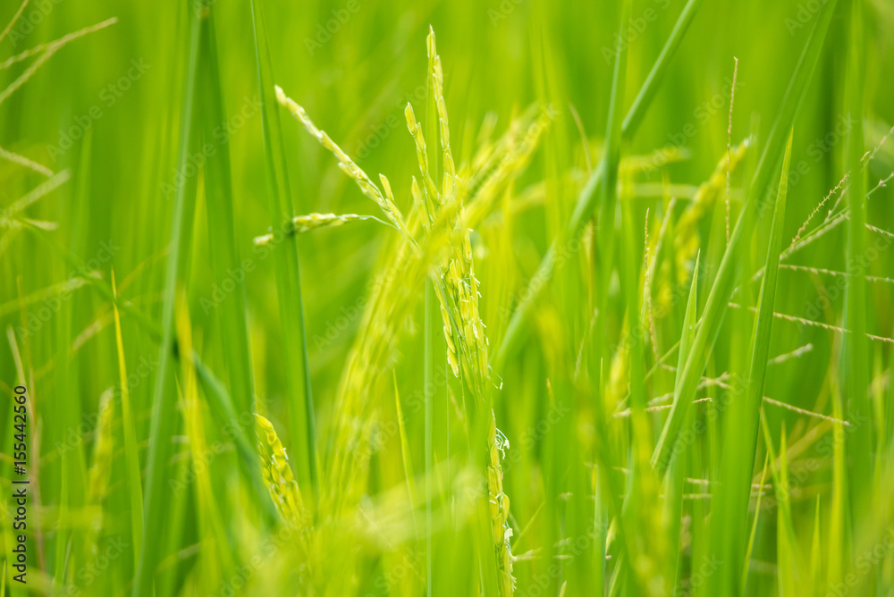 Nature of rice field on rice paddy Nature of rice field on rice paddy