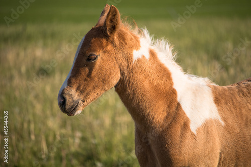 Fohlen painthorse photo