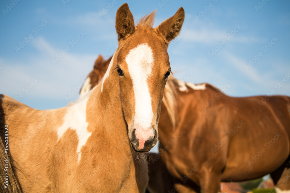 Naklejka premium Fohlen painthorse