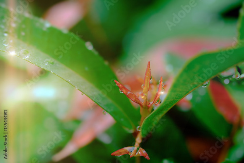 Fresh green leaves with raining on morning sun. © iphotothailand