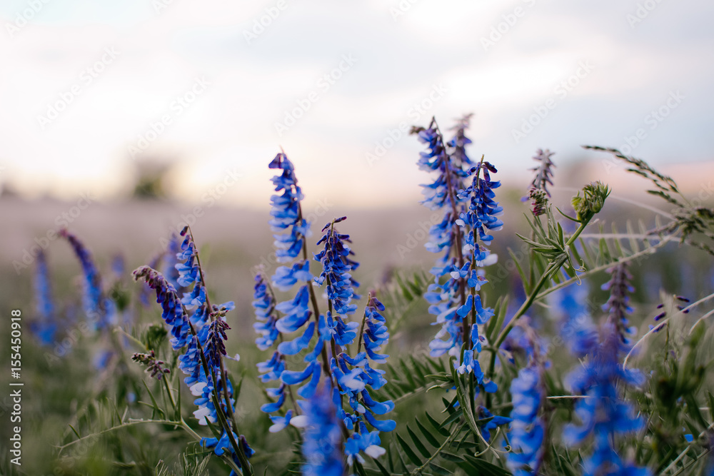 flower nature summer purple bloom flora flower nature summer purple bloom flora