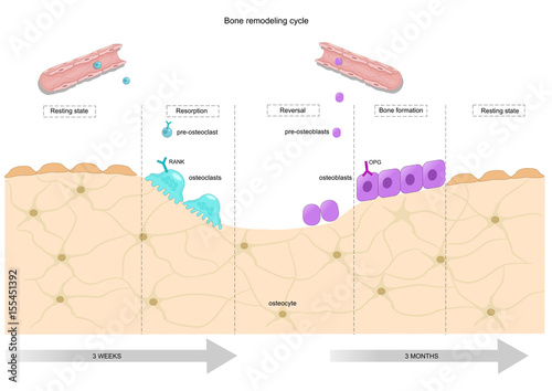 bone remodeling cycle