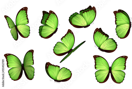 Set colorful isolated butterflies. View Insects Lepidoptera Morpho amathonte Vector illustration.