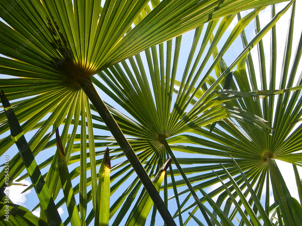 Fototapeta premium Palmenblätter