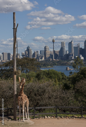 Photography Giraffe at Taronga Zoo Sydney Australia. Skyline Sydney