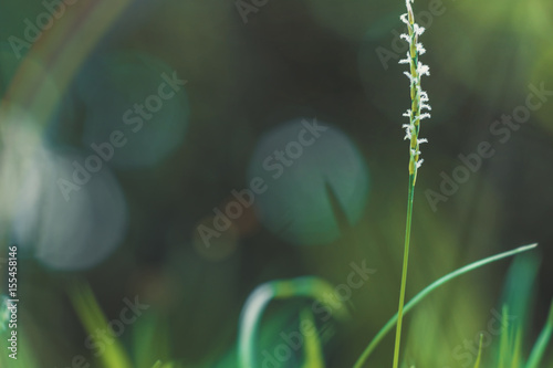 abstract grass flower field.