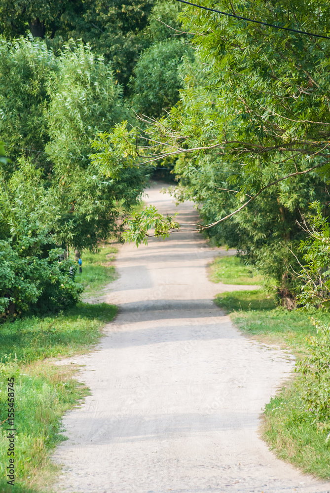 Fototapeta premium Forest pathway in spring