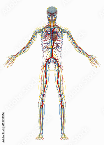 Human's (male) circulatory, lymphatic and nervous systems. Image isolated on a white background. 3D illustration