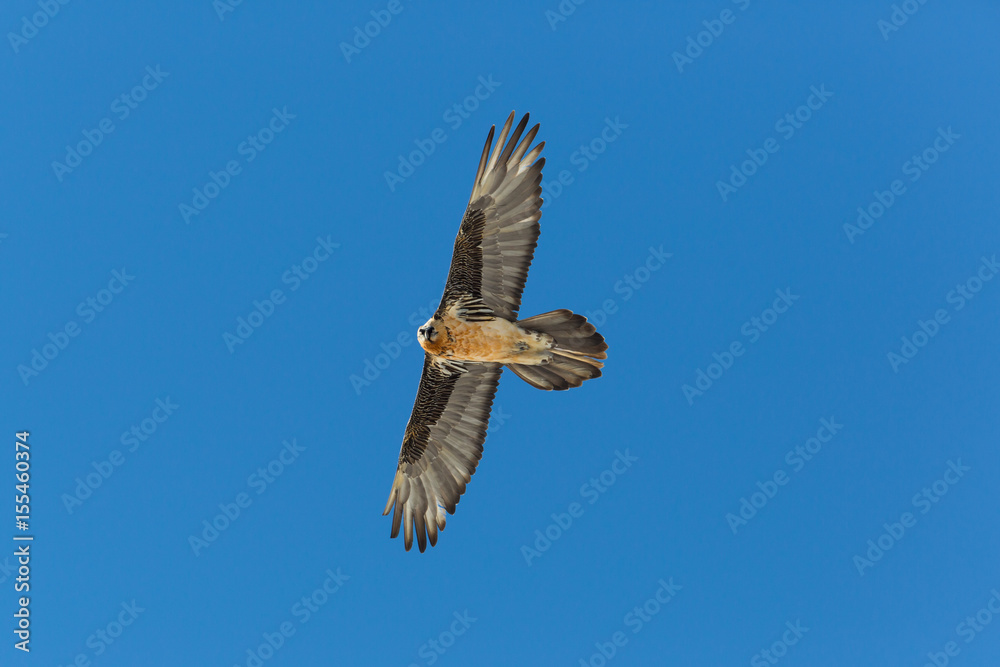 Flying adult bearded vulture (Gypaetus barbatus) with blue sky