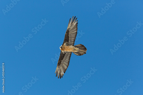 Flying adult bearded vulture  Gypaetus barbatus  with blue sky