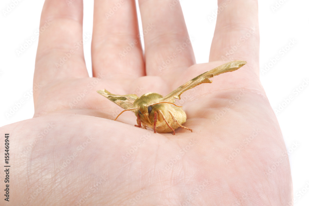 Lime hawk-moth (Mimas tiliae) on a hand Lime hawk-moth (Mimas tiliae) on a hand