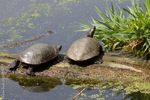 Two turtles in a pond