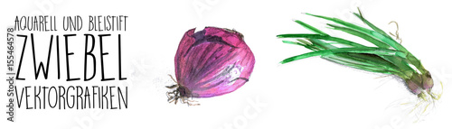 Zwiebel - 2 hochauflösende aquarell Vektorgrafiken; lila ganze Zwiebel und Frühlingszwiebeln