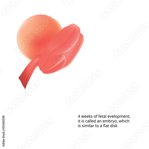  Pregnant. Human fetus inside the womb. Fetus stages. vector.  Fetal growth from fertilization to birth, fetus development. Embryo development. Fetus months of pregnancy