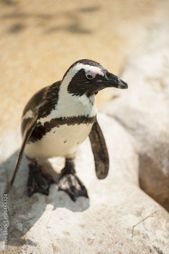 Naklejka premium A single penguin looking for partner.
