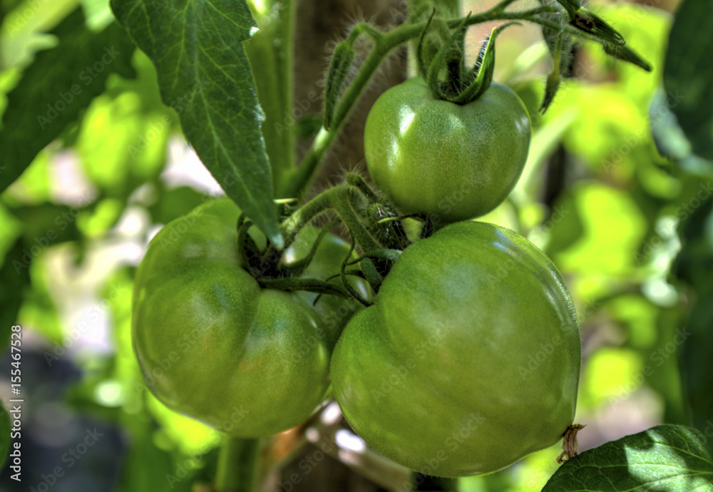 Fresh tomato plant closeup
