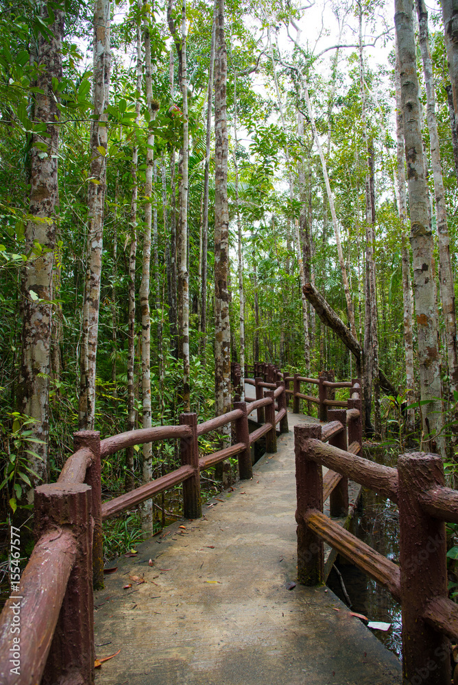 The wooden bridge as a shortcut to the wild
The wooden bridge as a shortcut to the wild