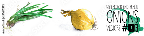 Onions - 2 high resolution watercolour vectors; spring onion and yellow whole onion