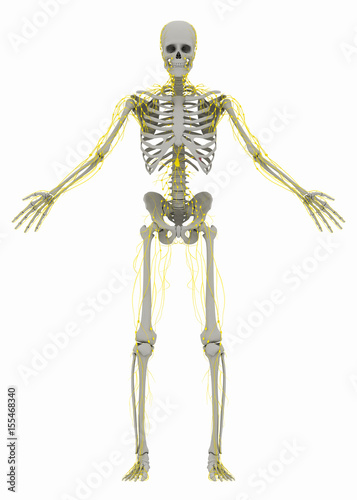 Human's (male) skeleton and lymphatic system. Image isolated on a white background. 3D illustration
