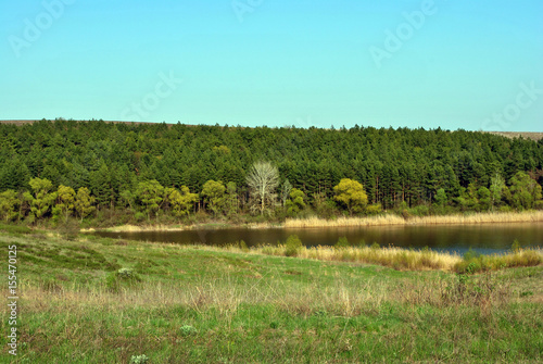 Pine forest and willows on the shore of the lake on the hills  on a background of blue sky  sunny spring day  Ukraine