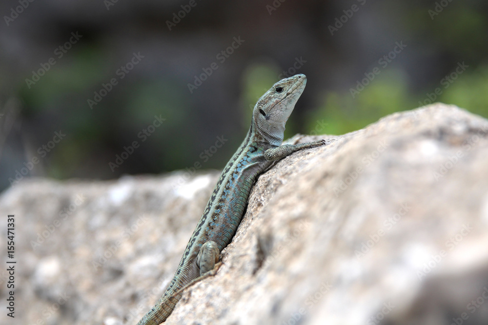 Lézard vert, Grèce Lézard vert, Grèce
