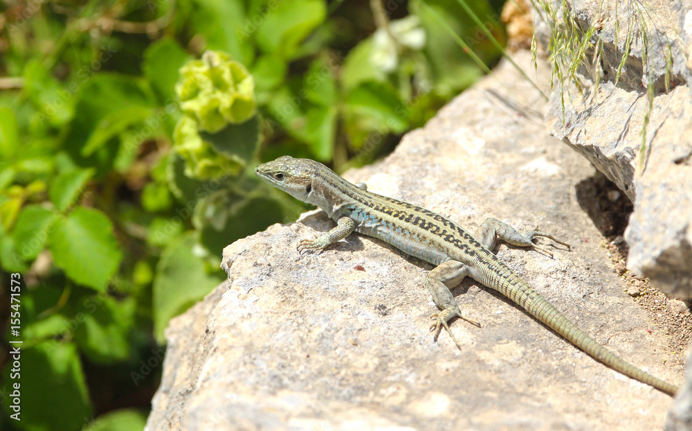 Lézard vert, Grèce Lézard vert, Grèce