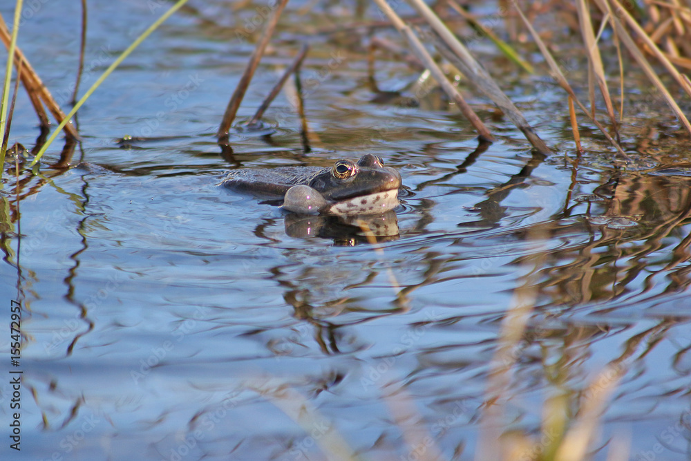 Spring song of a frog Spring song of a frog